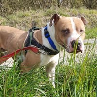 Teddy, chien à adopter