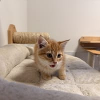 BENJI, chat à adopter