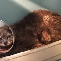 DOMAZAN (pas sté), chat à adopter