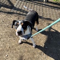 UNICE, chienne à adopter