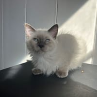 Bouddha, chat à adopter