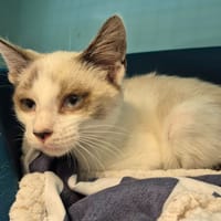 PRANI QCT, chatte à adopter