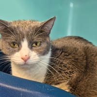 MELILOT QCT, chat à adopter
