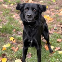 Giles CAA16253, chienne à adopter