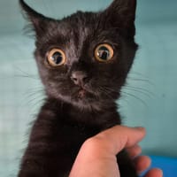 WANNI QCT, chatte à adopter