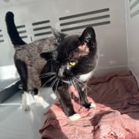 Légitimus, chat à adopter