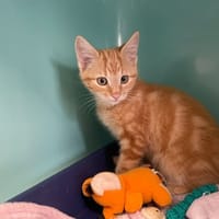 JERRY, chat à adopter