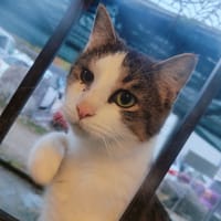 MARLEY, chat à adopter