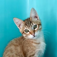 Boxy, chat à adopter