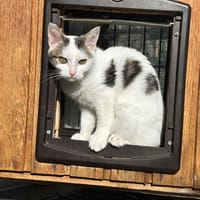 Bershka (réservée), chatte à adopter