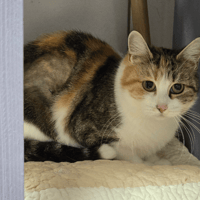 Cerise, chatte à adopter
