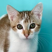 Buffy, chat à adopter