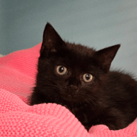 MONICA, chatte à adopter