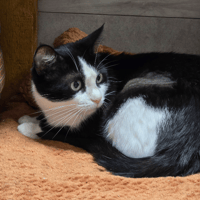 ZORA, chatte à adopter