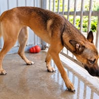 Miky, chienne à adopter