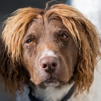 JOKE, chien à adopter