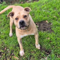 OSLO, chien à adopter