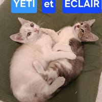 ÉCLAIR ET YÉTI A ADOPTER ENSEMBLE, chat à adopter