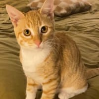 PÉPIN À ADOPTER AVEC UN CHAT DÉJÀ PRÉSENT CHEZ VOUS, chat à adopter