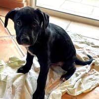 KALI, chienne à adopter