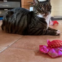TIGROU, chat à adopter