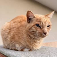 Mirtille, chatte à adopter