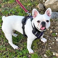 Perle, chienne à adopter