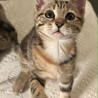 Mila, chatte à adopter