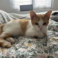 Bella, chatte à adopter
