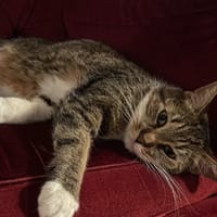 Faye, chatte à adopter