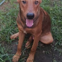ZIGGY, chien à adopter