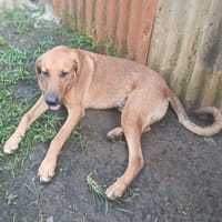 BUDDY, chien à adopter