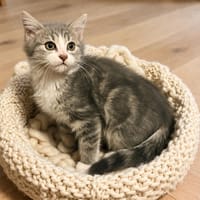 Bubble, chatte à adopter