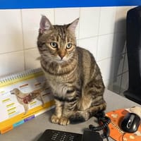 Maes, chatte à adopter