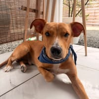 SLAYER, chien à adopter