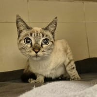 Tyra et Mytsu, chatte à adopter