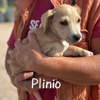 Plinio, cane da adottare