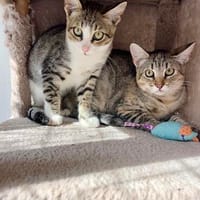 Hübsche, anhängliche Katzen Stig und Pola, Kater zur Adoption
