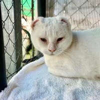 Liebevoller, verschmuster Kater Paco, Kater zur Adoption
