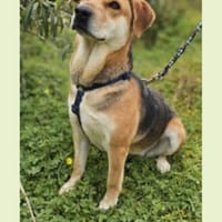 Joy sucht mit Wonne Ihre Familie, Hündin zur Adoption