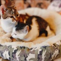 Rosie & Freddie Traumpärchen suchen Traumzuhause, Kater zur Adoption