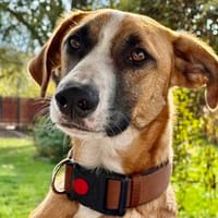 TIMMY  sucht sein Für-immer-Zuhause, Hund zur Adoption