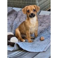 Ivka - wartet in 67663 Kaiserslautern, Hündin zur Adoption