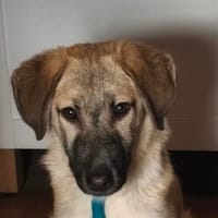 freundlicher, junger Rüde, Ori, sucht seine Familie, Hund zur Adoption