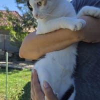 Liebe, hübsche Katze Profica, Katze zur Adoption