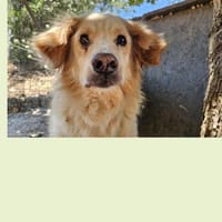 Zina die Sinnliche sucht, Hündin zur Adoption