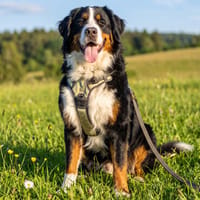 KÖNIG LUDWIG, sanfter Riese sucht Sicherheit und Liebe, Hund zur Adoption