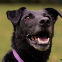 METTY, bezaubernde Hundedame sucht ihren Lieblingsmenschen, Hündin zur Adoption
