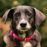 POLINA, Herzenshund und Sonnenschein, Hündin zur Adoption