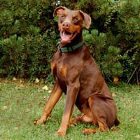 NEON: sanfte Seele sucht ruhige, geduldige Menschen, Hund zur Adoption